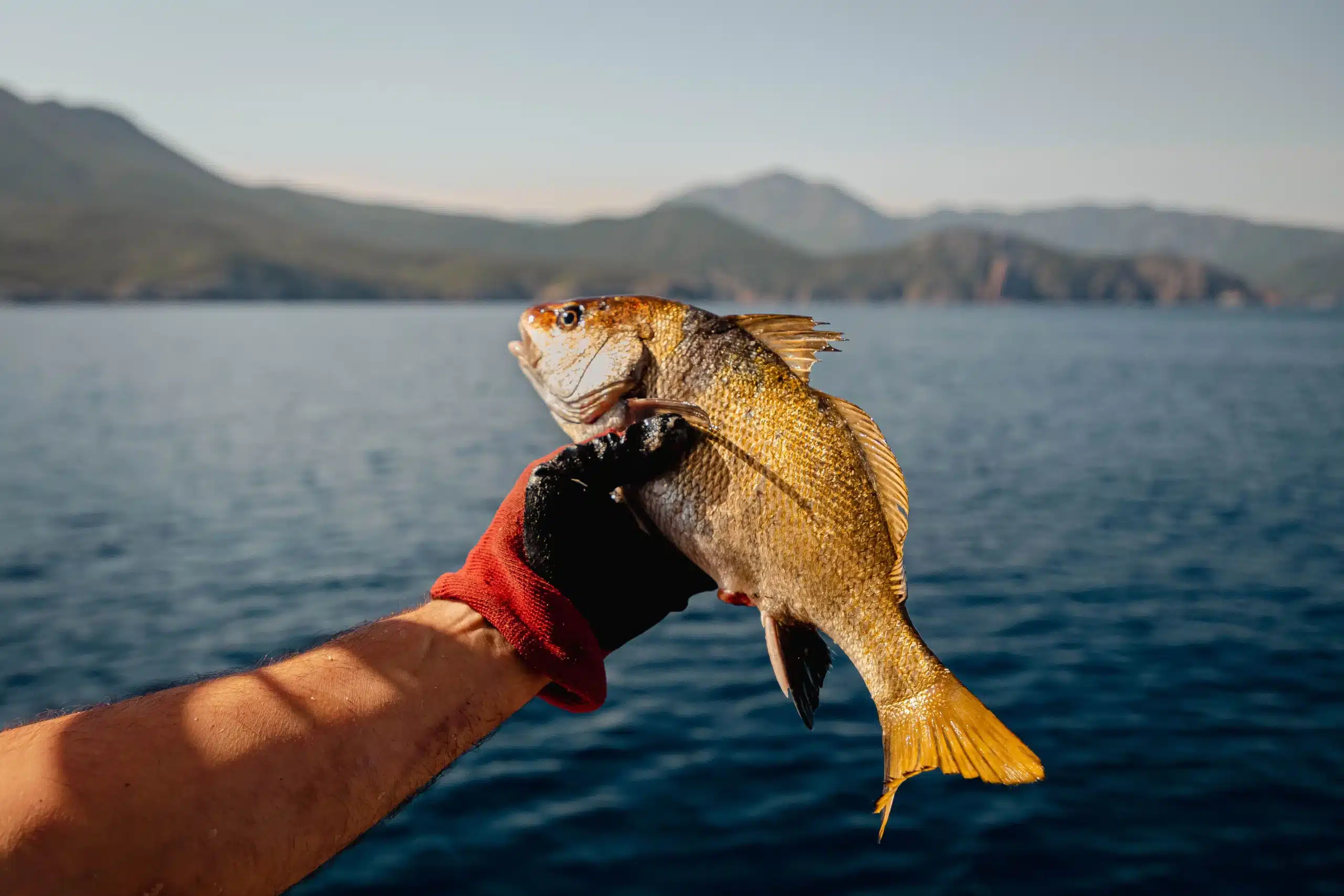 reportage photo pêche artisanale Corse